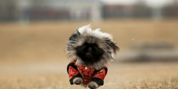 As China’s Year of the Dog begins, imperial Pekingese breed is scarce