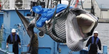 First whales caught as Japan resumes commercial hunt after 30 years