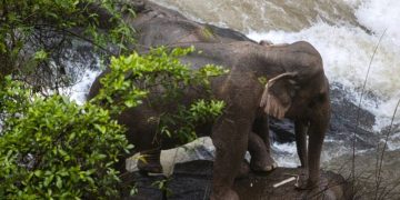 ‘Bin Laden’ elephant which killed 5 people, caught in India