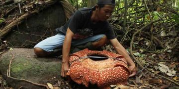 Biggest bloom: ‘World’s largest’ flower spotted in Indonesia