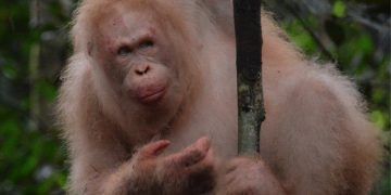 Rare albino orangutan spotted in Borneo rainforest