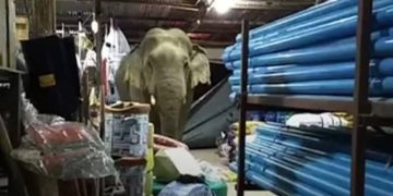 Durian-obsessed wild elephant storms into shop in Thailand twice, eats thousands of baht worth of thorny fruit