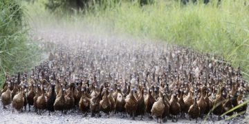 Unleash the ducks! Thai drought worries threaten farming tradition