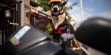 Biker dog Bogie thrills fans as he cruises Philippine highways