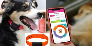 Is your dog barking mad? This AI-powered collar will tell you