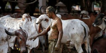 Indian doctors warn against cow dung as Covid cure