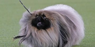 Prime Peke! Wasabi the Pekingese wins Westminster dog show