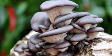 Mushrooms will be super powered food in 2022