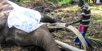 Sri Lanka’s most sacred elephant dies aged 68
