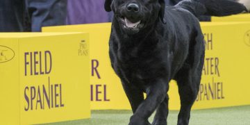 Poodles pop in popularity, but Labs still No. 1 US dog breed