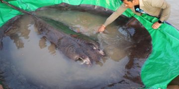 Cambodian catches world’s largest recorded freshwater fish