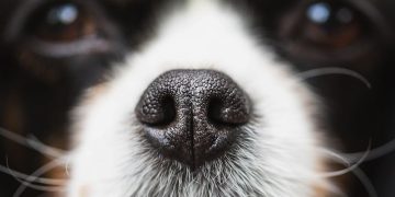 Startups sniff out missing dogs using AI, ‘noseprints’