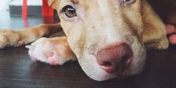 Dogs can smell stress in a human’s sweat and breath
