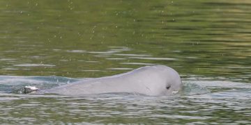 Deaths of 3 endangered Cambodian dolphins raise alarm