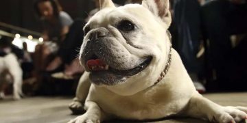 Beloved and debated, French bulldog becomes top US dog breed
