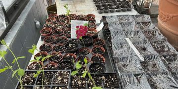 Planting a garden from seed is easy and can start now
