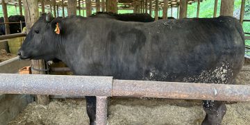 Ex-diplomat introduces Oita Wagyu beef to Georgia consumers 