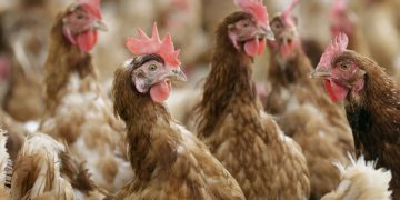 Bird flu: Louisiana patient is first severe case and California declares emergency