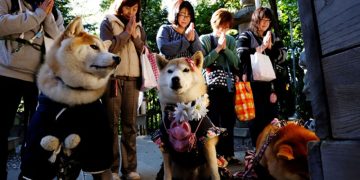 Dogs don kimonos, receive blessings in place of children in aging Japan