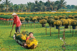 Mekong Delta’s largest flower-growing district gears up for Tet