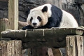 China will send giant pandas to Atlanta again