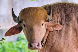 Rare albino buffalo named after Donald Trump for its golden locks draws crowds at Bangladesh zoo