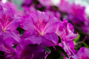 Beautiful vibrant azalea flower blooming in the botanical garden, in Kyiv.